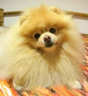 Pomeranian - nabídka krytí